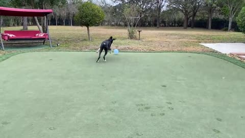 Great Dane puppy plays with balloon, ends up popping it