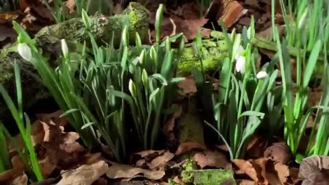 Music of nature. Flowering. Very nice video