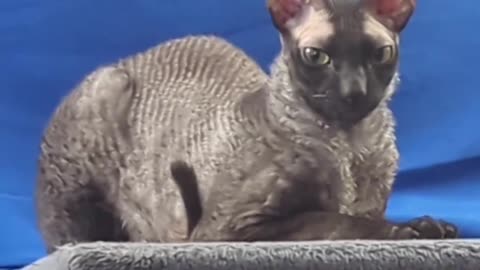 🤯🤯 wow funny cat