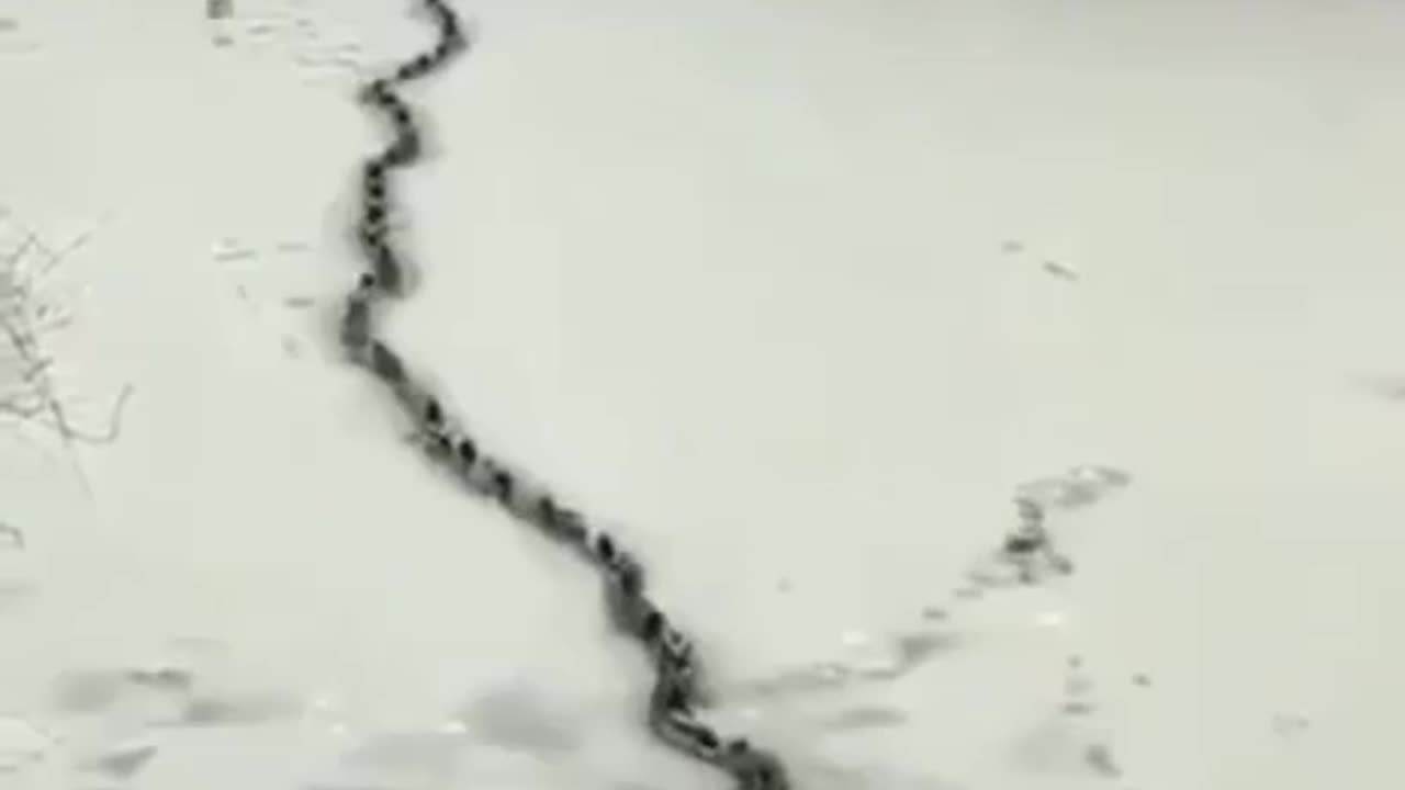 a line of ducks all follow a tiny crack in ice