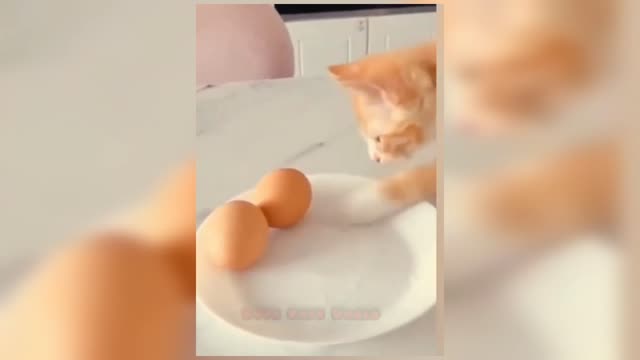 Funniest Cats 😹 - Don't try to hold back Laughter 😂 - Funny Cats Life
