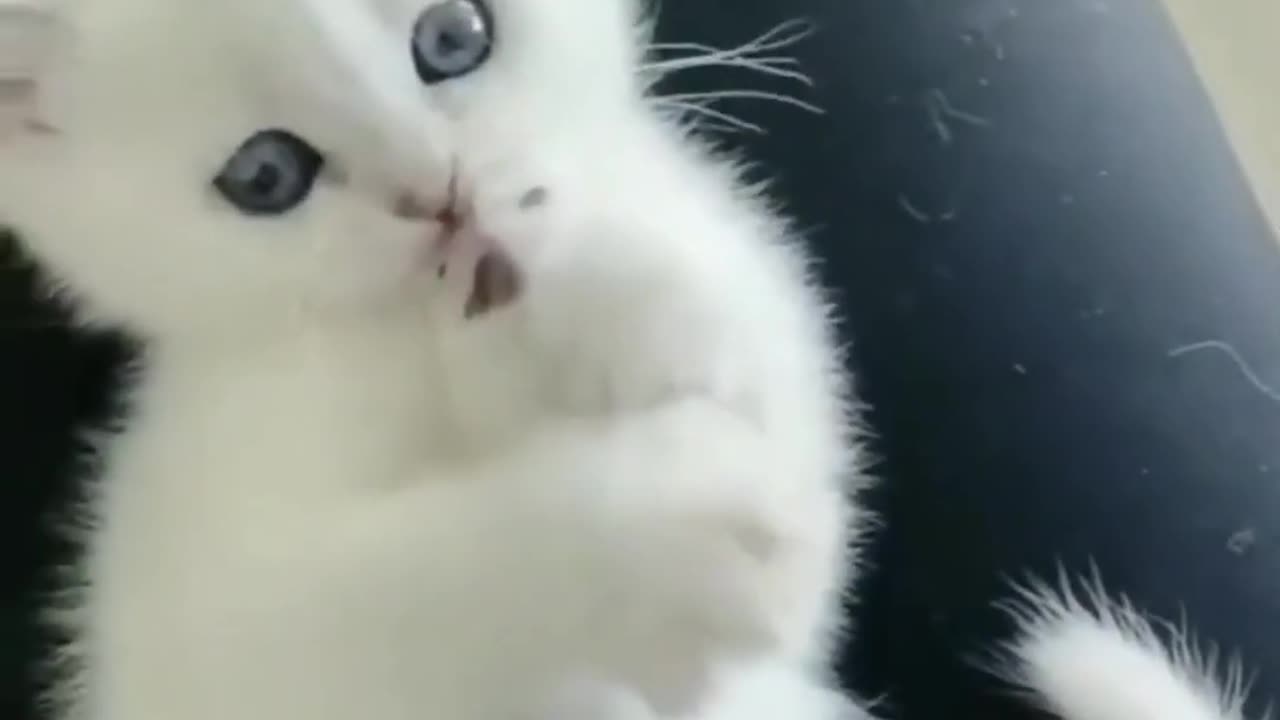 The cutest cat ππΊπΊ