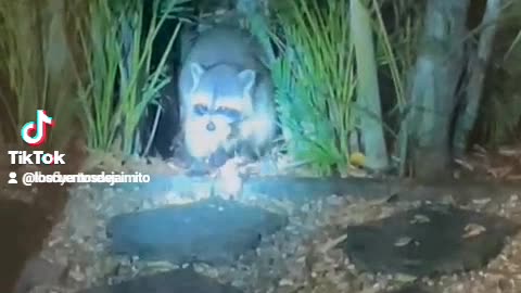 Raccoon Feeding Newborn Ducklings ☹️