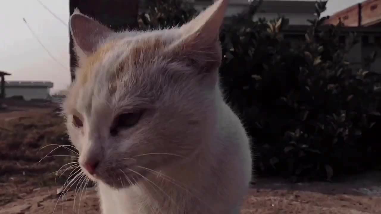 Meet a Cute Cat Of Pakistan