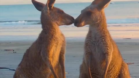 ACCORDING TO THE MOST ROUGH ESTIMATES THERE ARE ABOUT 50 MILLION KANGAROOS IN AUSTRALIA