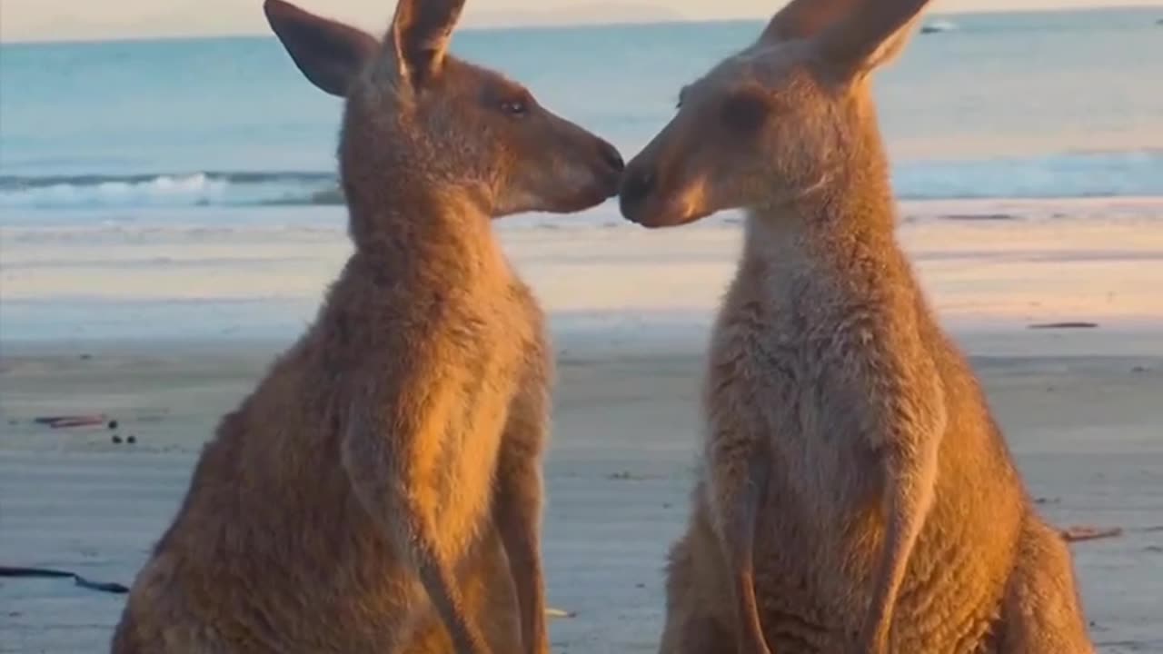 ACCORDING TO THE MOST ROUGH ESTIMATES THERE ARE ABOUT 50 MILLION KANGAROOS IN AUSTRALIA