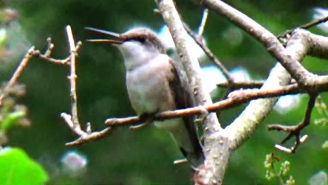 Hummingbird