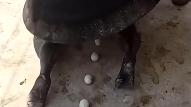 Ah REAR TURTLE you never seen!!!