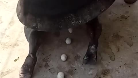 Ah REAR TURTLE you never seen!!!