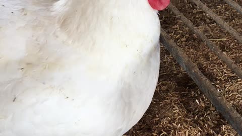 Poultry farm nest box management system