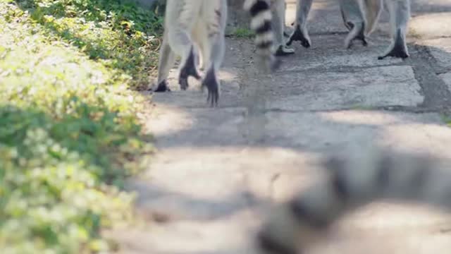 It's a gentle monkey ring-tailed lemur