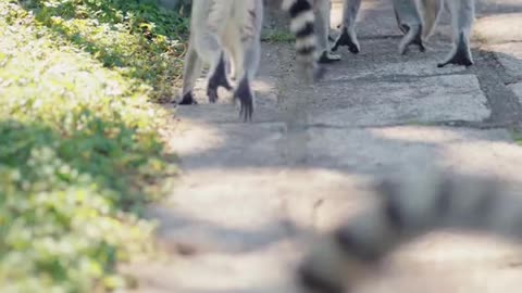 It's a gentle monkey ring-tailed lemur