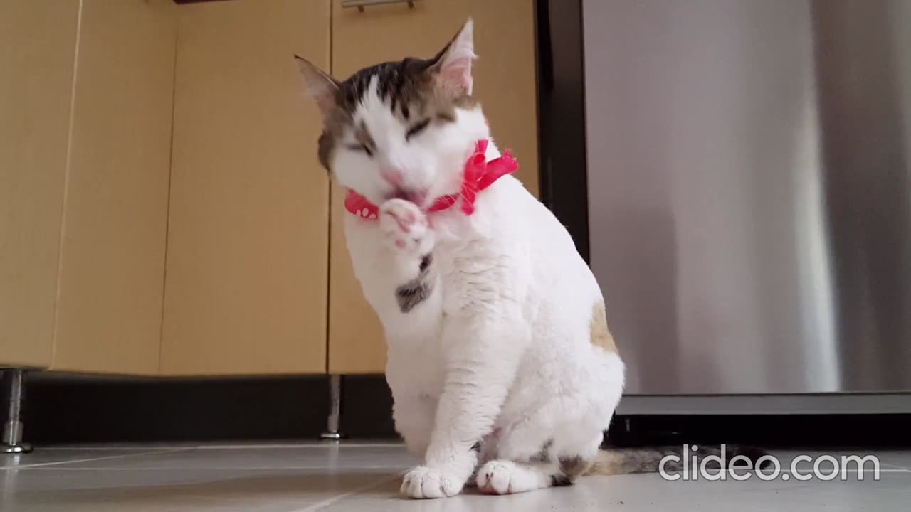 Funny Cat