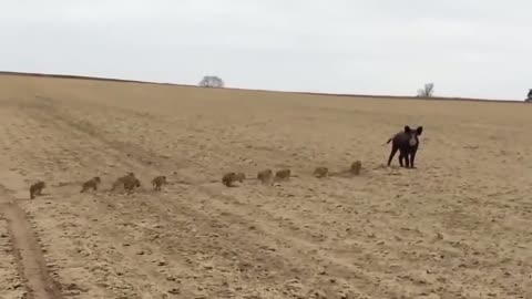 wild boars run across the field watch to the end