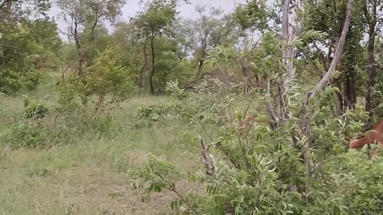 Animal fighting......