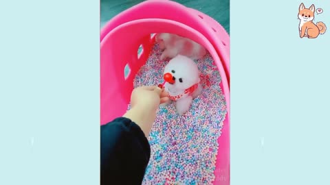 Cute funny puppies playing😍😍