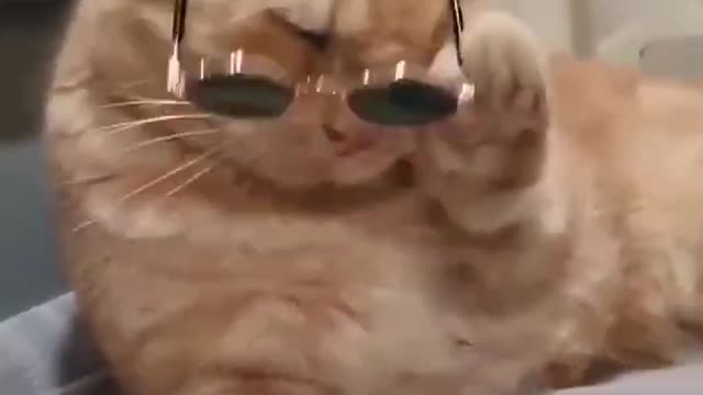Hey did you ever watch any cat wearing sunglasss like this😍😍