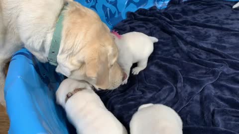 FLASHBACK FRIDAY! Aunt Sadie Visits the Puppies for the FIRST Time!