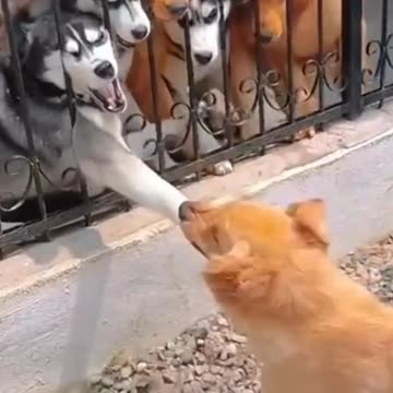 Funny animal videos-funny cats and dogs compilation HD video #29 #shorts