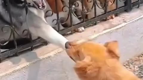 Funny animal videos-funny cats and dogs compilation HD video #29 #shorts