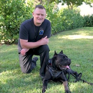 Why the Cane Corso Breed Are NOT Used as Police Dogs