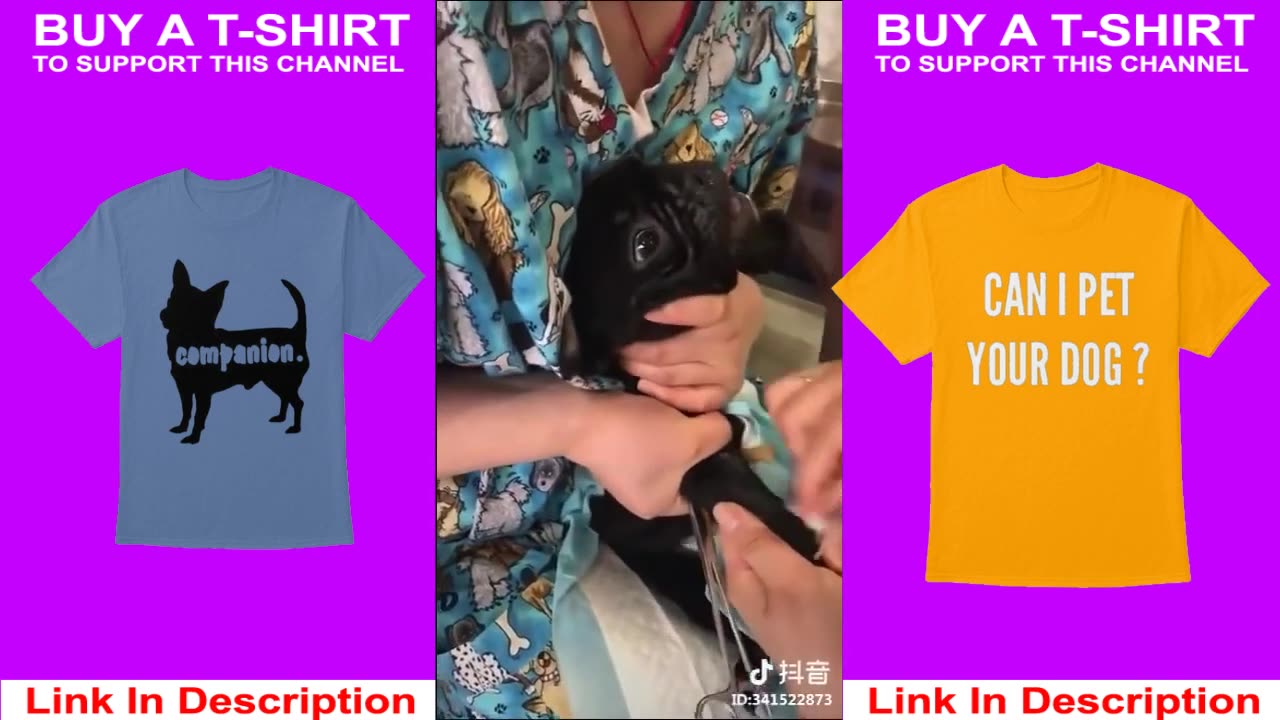 Funny animal videos.