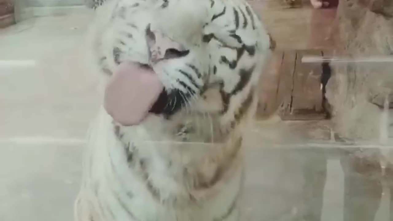 Best Funny Animal Videos of the year (2024), funniest animals ever. relax with cute animals video