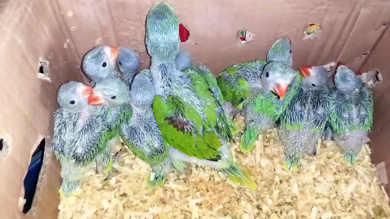 Ringneck Parrot chicks available for sale