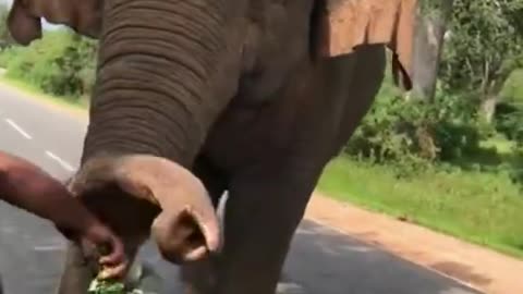 Wild elephant attack