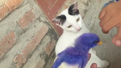 Cat And Chickens Friendship