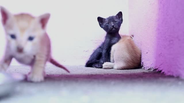 Three little cats resting on the floor at home