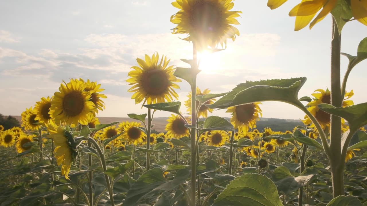 Sunflower field