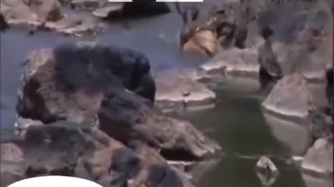 WILD ANIMALS HUNTING[2022]