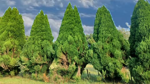 Cypresses
