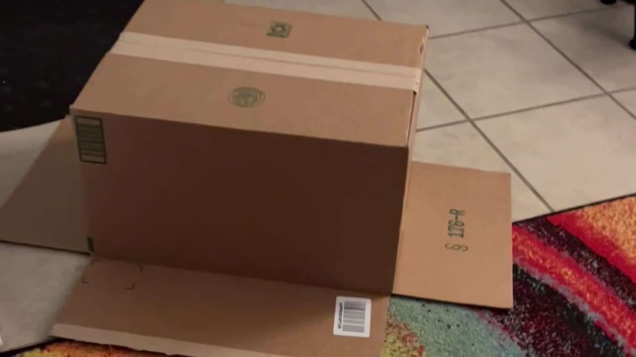 Playful Kittens Trap Brother Under Box