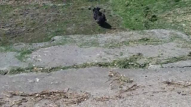 dog plays ball with her self