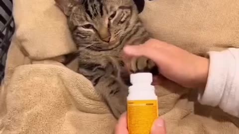 Videos of Cute Cats Grooming