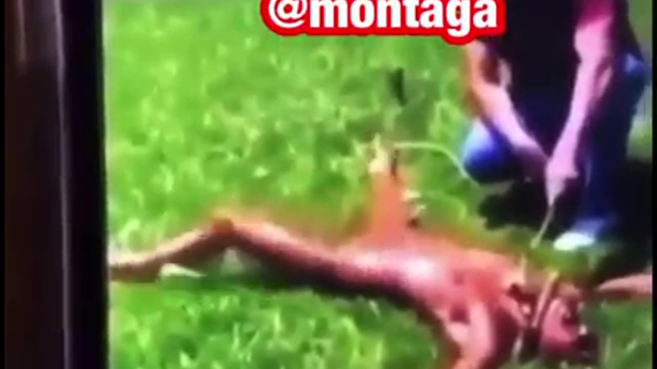 Numa ilha afrodisíaca em algum lugar alguma adolescente é torturada com lupa sob o sol.