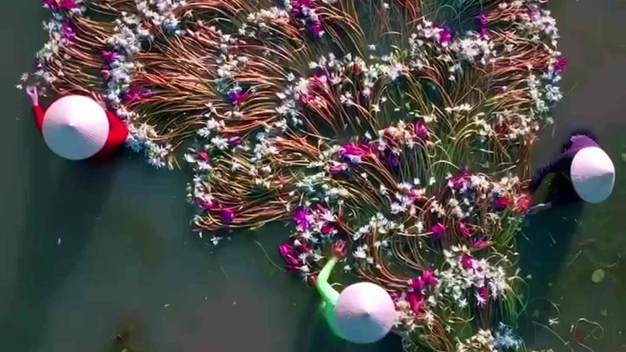 Collecting water lilies on the Mekong River, Vietnam.