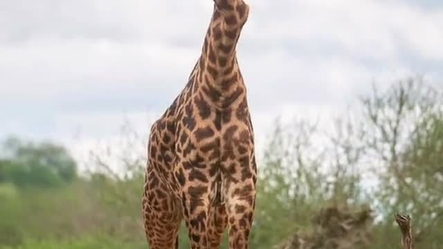 Giraffes fight and their necks are beaten askew in the animal world