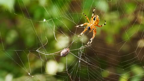 Spider Arachnid Pumpkin Web Trapped Prey Predator