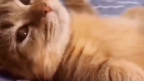 funnyvideos#cute#cat