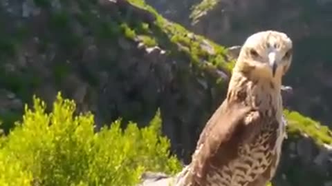 Home eagle eating video _______