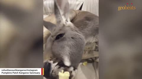 Rescue kanga-dog insists on daily couch cuddles with dad