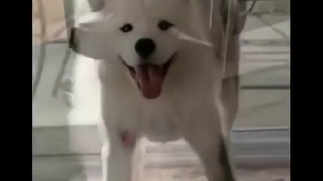 Веселые хаски