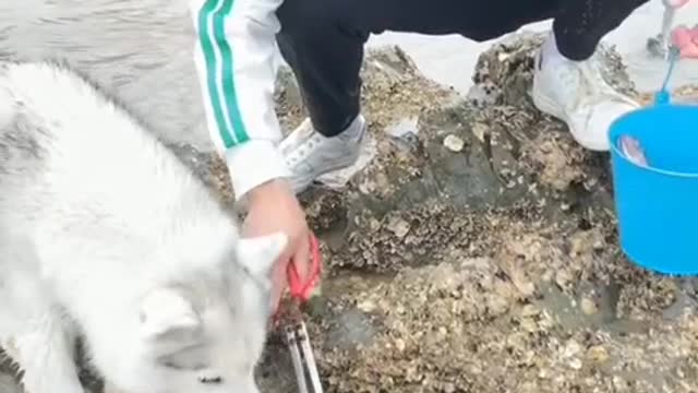Funny video of my dog at the seaside