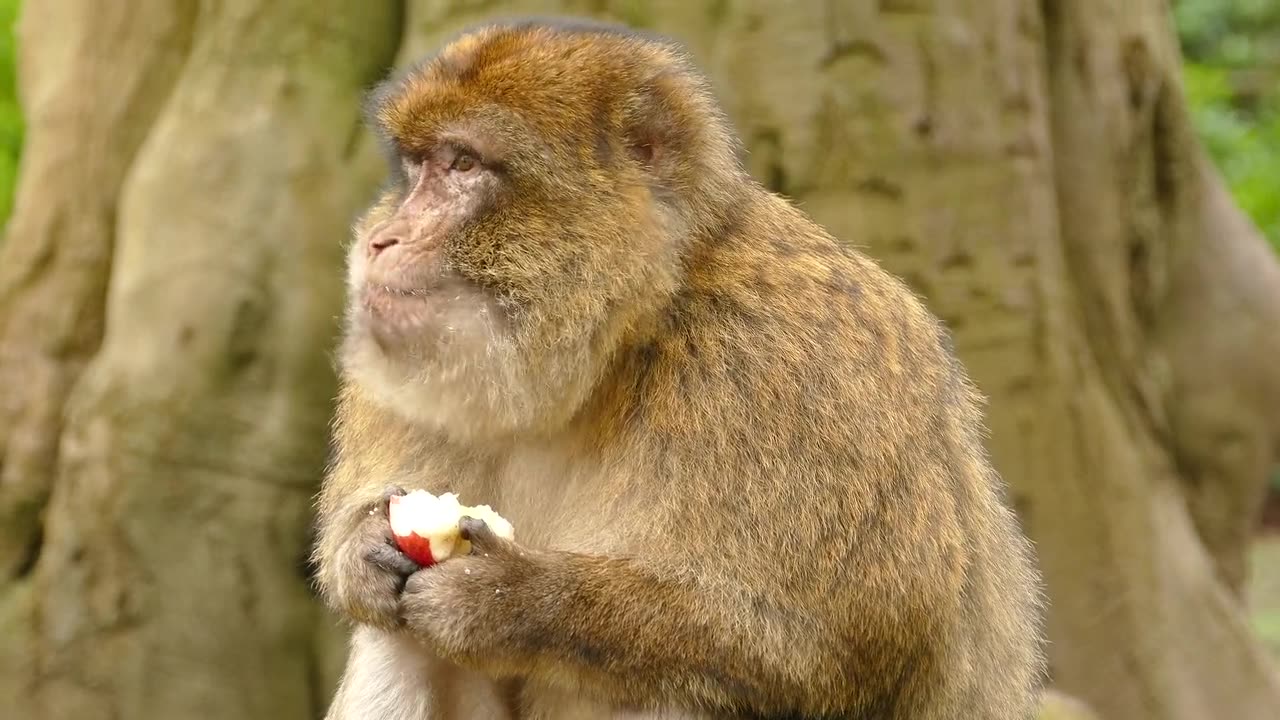 The Barbary macaque