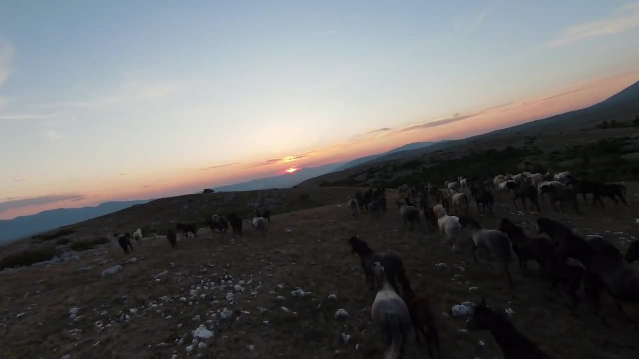 low key Aerial fpv drone shot of a herd of wild horses running on a green spring field at the sunset