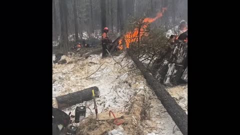 Tree Falling on Fire