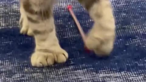 الهيبه